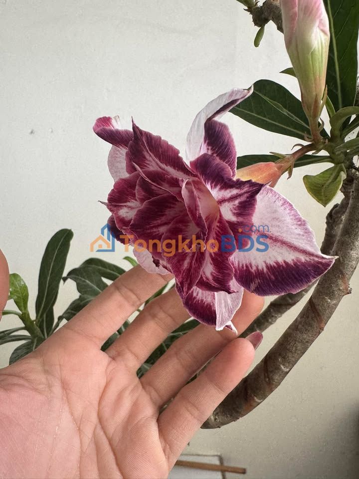 Đất nền Bình Ninh Chợ Gạo 805m² giá 1.15 tỷ - Sổ đỏ chính chủ