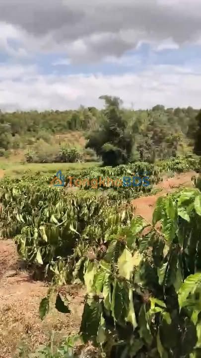 Đất nền Ea Ktur Cư Kuin 2520m² 2.25 tỷ - Hạ tầng hoàn thiện