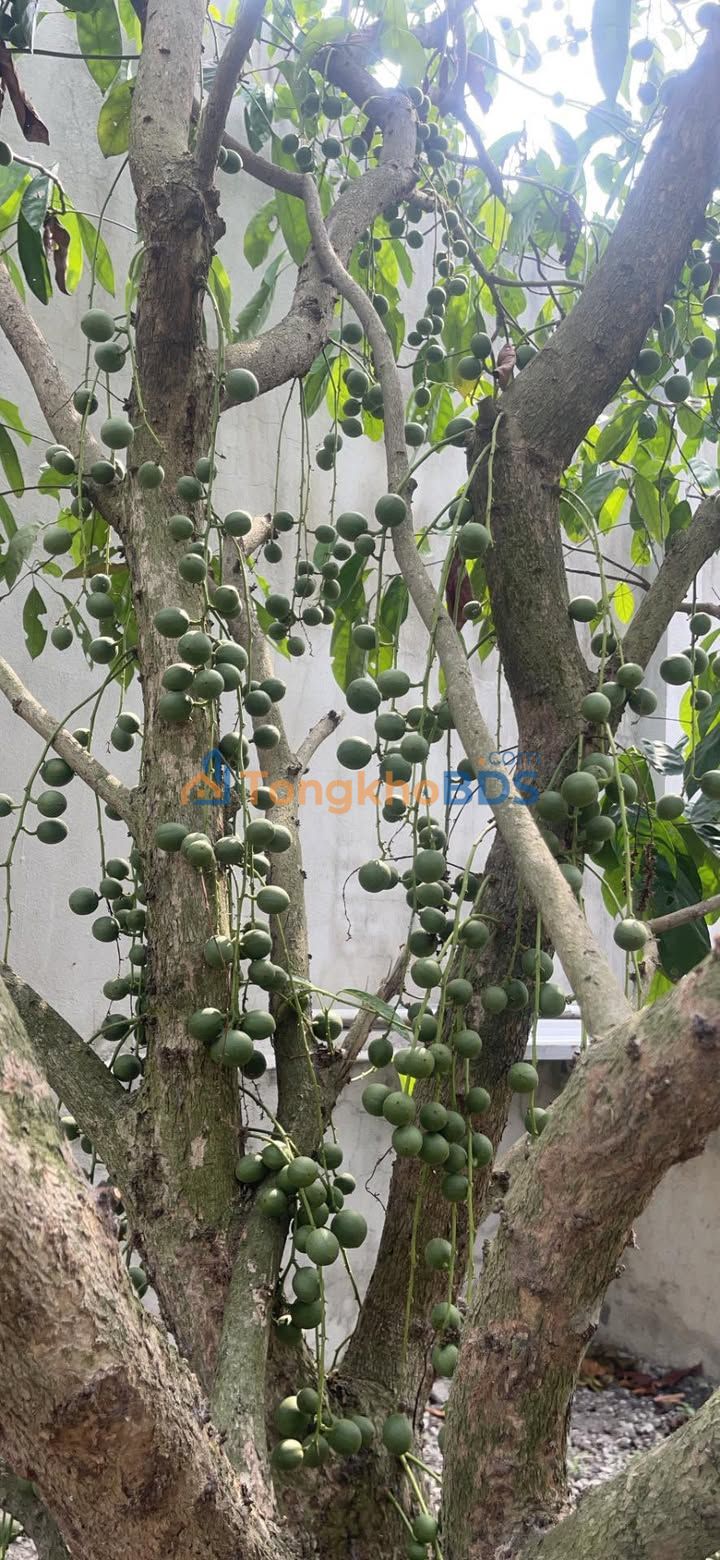 Đất nền Tân Thông Hội Củ Chi 40m² giá 220 triệu - Đầu tư dài hạn