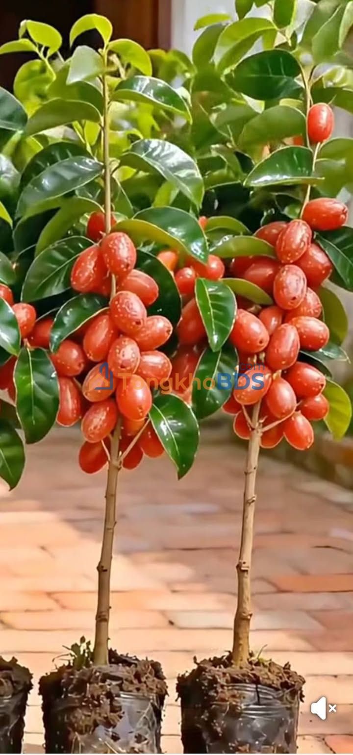 Đất nền Ngõ 34 Trần Nhân Tông 100m² 36 tỷ - Sổ đỏ chính chủ