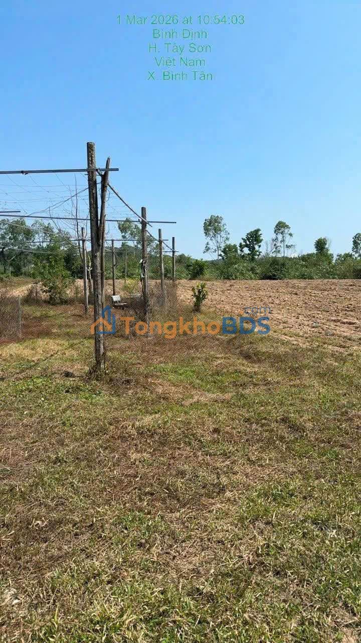 Đất vườn Bình Tân Tây Sơn 8.000m² 600 triệu - Đầu tư dài hạn