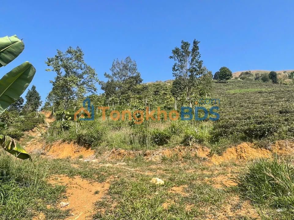 Đất vườn Thôn 15 Lộc Thành 2.268m² 1,55 tỷ - An yên tĩnh lặng