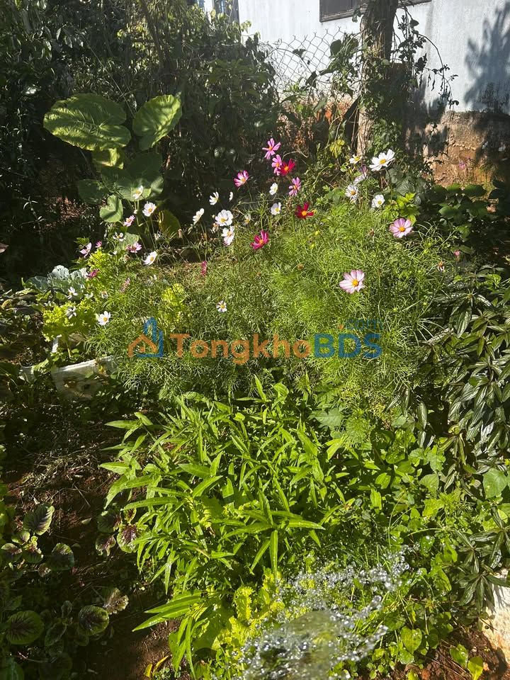 Đất nền Tân Châu Di Linh 295m² 450 triệu - Đất thổ cư 100%