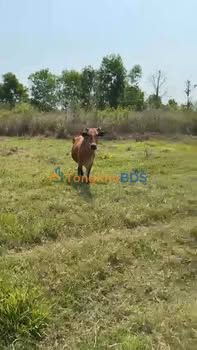 Đất vườn Phú Xuân Tân Phú 9.770m² 1,6 tỷ - Sổ đỏ chính chủ