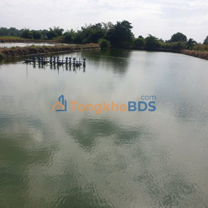 Farm Trà Cổ Tân Phú 1.260m² 700 triệu - Sổ hồng riêng