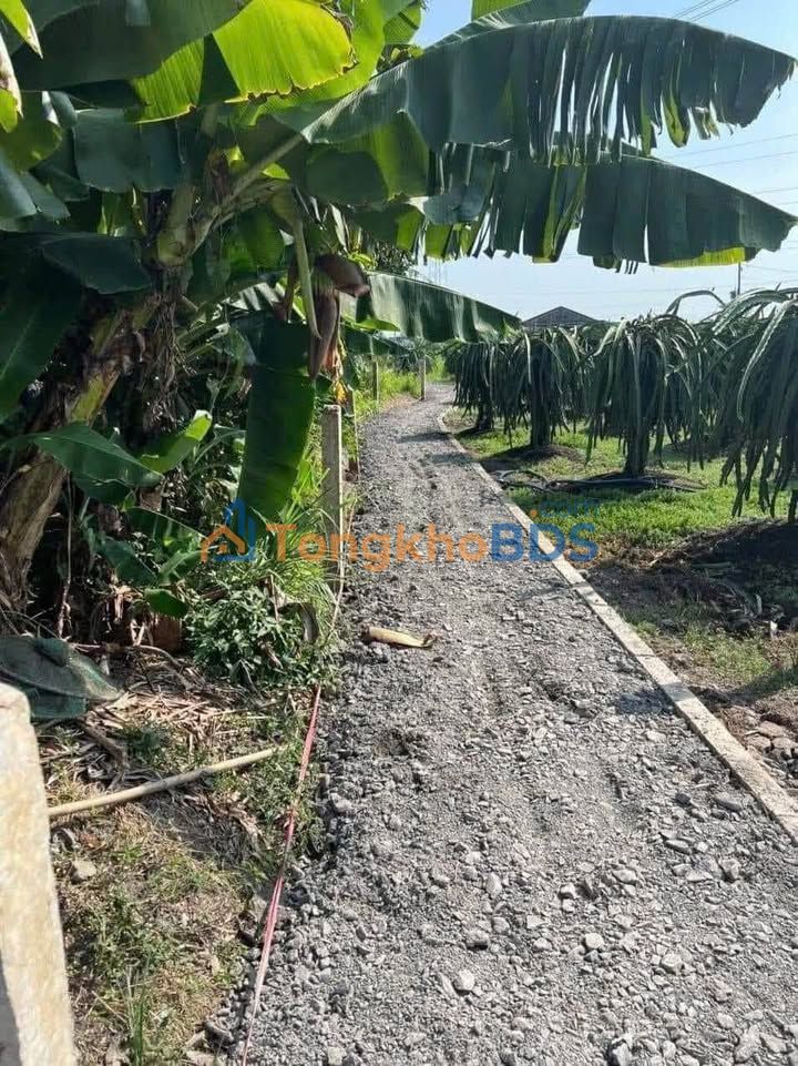 Đất vườn Củ Chi 1.500m² 400 triệu - Đầu tư dài hạn