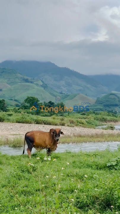 Đất nền 27C Nha Trang 1000m² 145 triệu - Sổ đỏ chính chủ