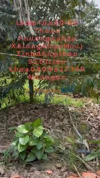 Đất nền Phường Cai Lậy 50m² 350tr - Sổ đỏ chính chủ