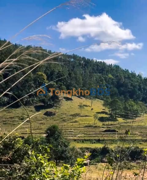 Đất nền Thị trấn Măng Đen 2.800m² - Đường to ô tô view rừng