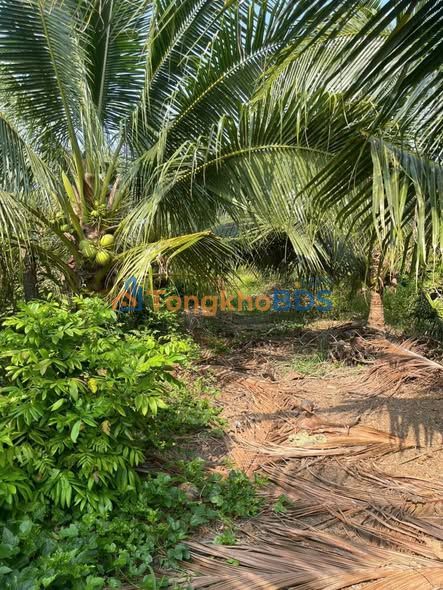 Bán Gấp Vườn Dừa 6000m² Bến Tre - Thu Nhập Ngay 520 Triệu