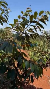 Đất vườn Ea Wy Đắk Lắk 1656m² 970 triệu - Đầu tư dài hạn