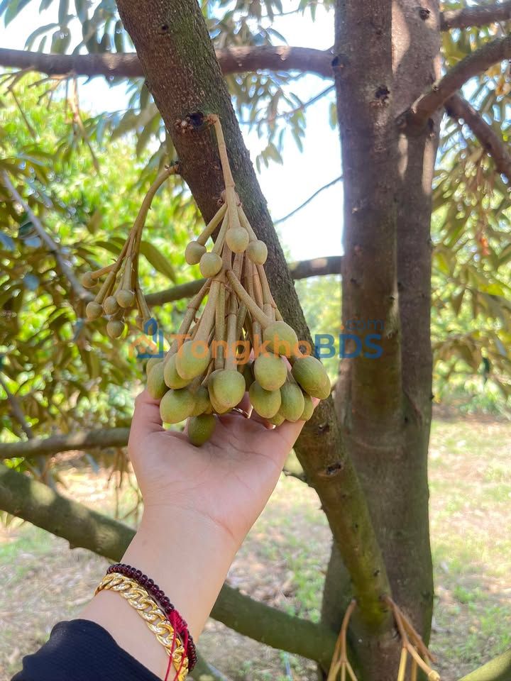 Đất vườn Tân Hưng Đồng Phú 2.160m² 1.2 tỷ - Sinh thái xanh