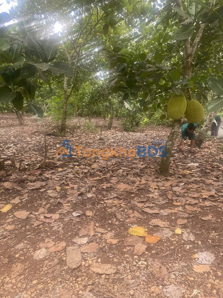 Đất nền Xã Xuân Tây Cẩm Mỹ 360m² giá 620 triệu - Sổ đỏ chính chủ