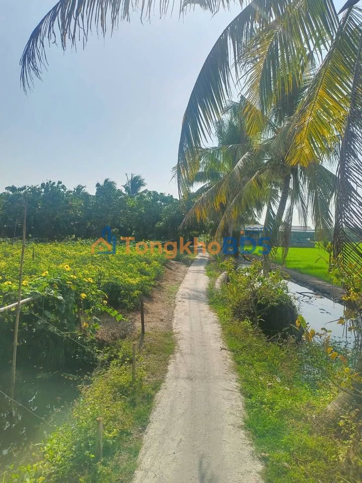 Đất nền Vĩnh Châu Châu Đốc 1.393m² 445 triệu - Tiềm năng tăng giá