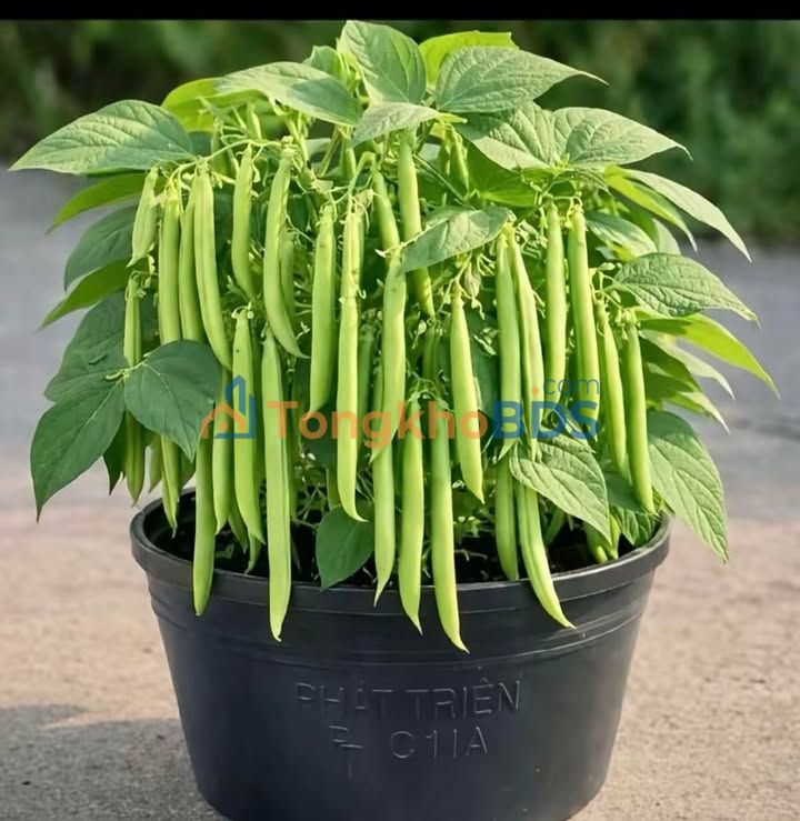 Đất nền Bình Mỹ Củ Chi 160m² 1 tỷ - Xây dựng tự do