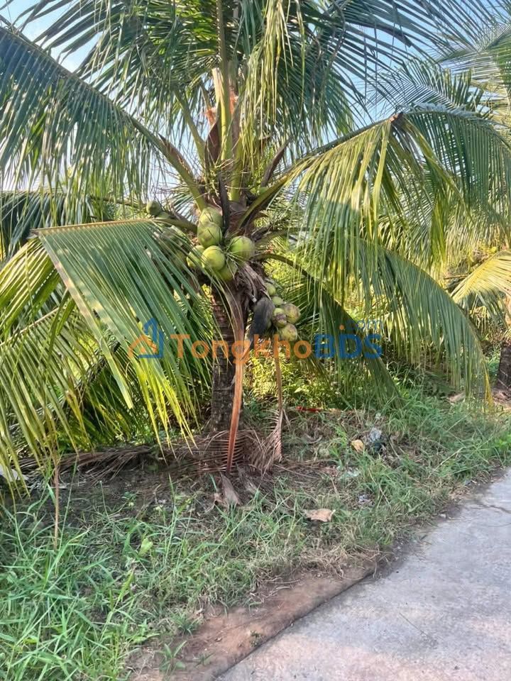 Đất Xây Trọ Châu Hưng 1047m² 900 triệu - Tiềm năng tăng giá