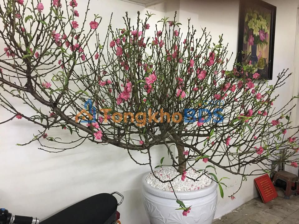 Nhà phố Hàng Chuối Hai Bà Trưng 60m² 4.3 tỷ - Chính chủ bán