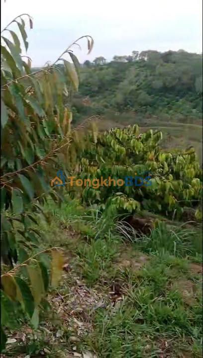 Farm Đắk Sôr 1,6ha giá 1,85 tỷ - Sổ đỏ chính chủ