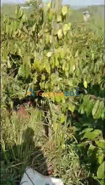 Đất nền Buôn K62 Đắk Drô 1ha 2,5 tỷ - Hạ tầng hoàn thiện