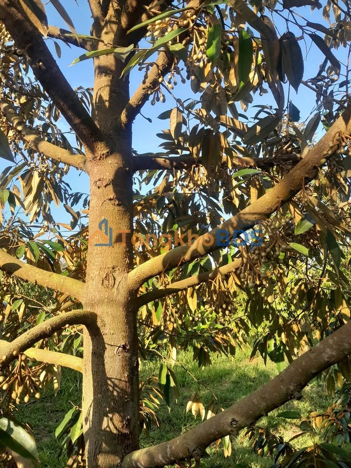 Farm Tân Tiến Krông Pắc 2340m² 1 tỷ - Sổ đỏ chính chủ