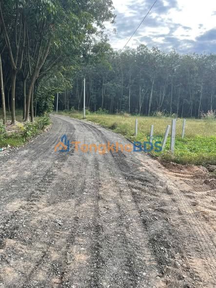 Đất nền Tân Định Bến Cát 375m² 700 triệu - Tiềm năng tăng giá