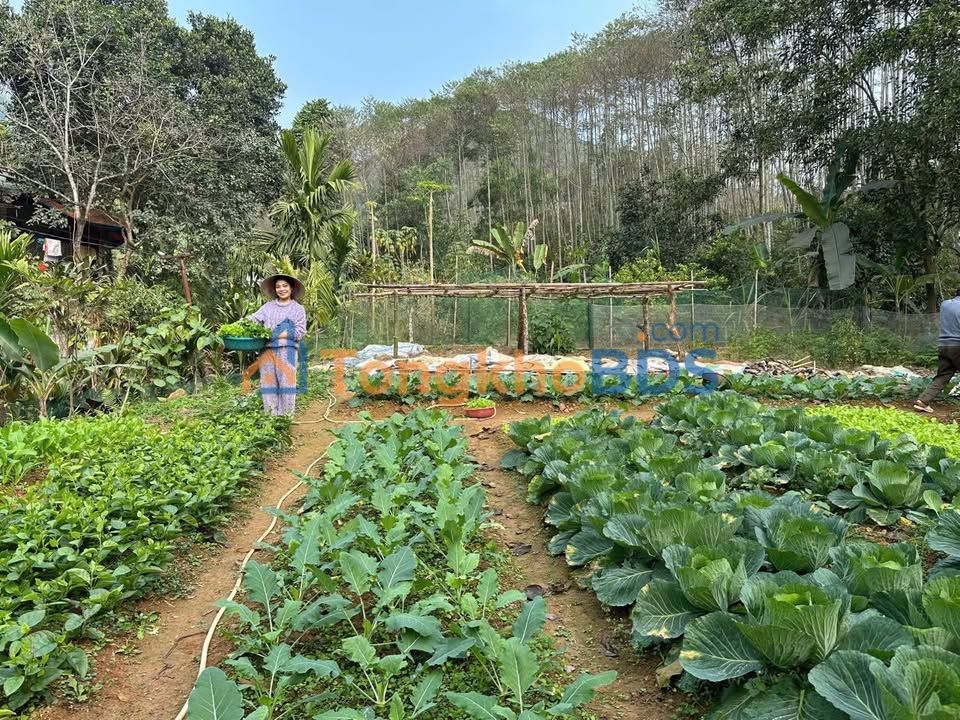 Nhà vườn Thôn Đá Chồng 890m² - Chính chủ bán gấp