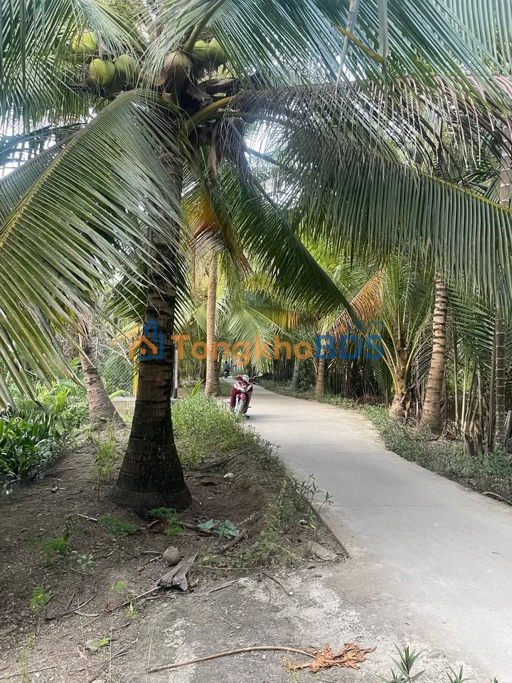 Đất vườn Long Mỹ Giồng Trôm 908m² 600 triệu - Sổ đỏ chính chủ