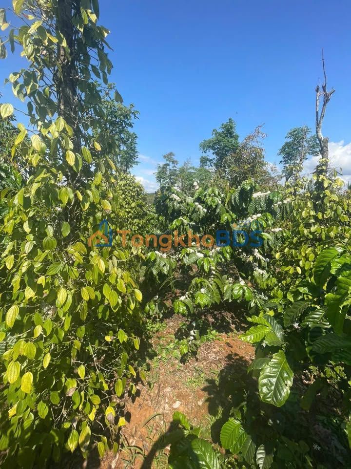 Đất nền Trường Xuân Đăk Song 400 triệu - Tiềm năng tăng giá