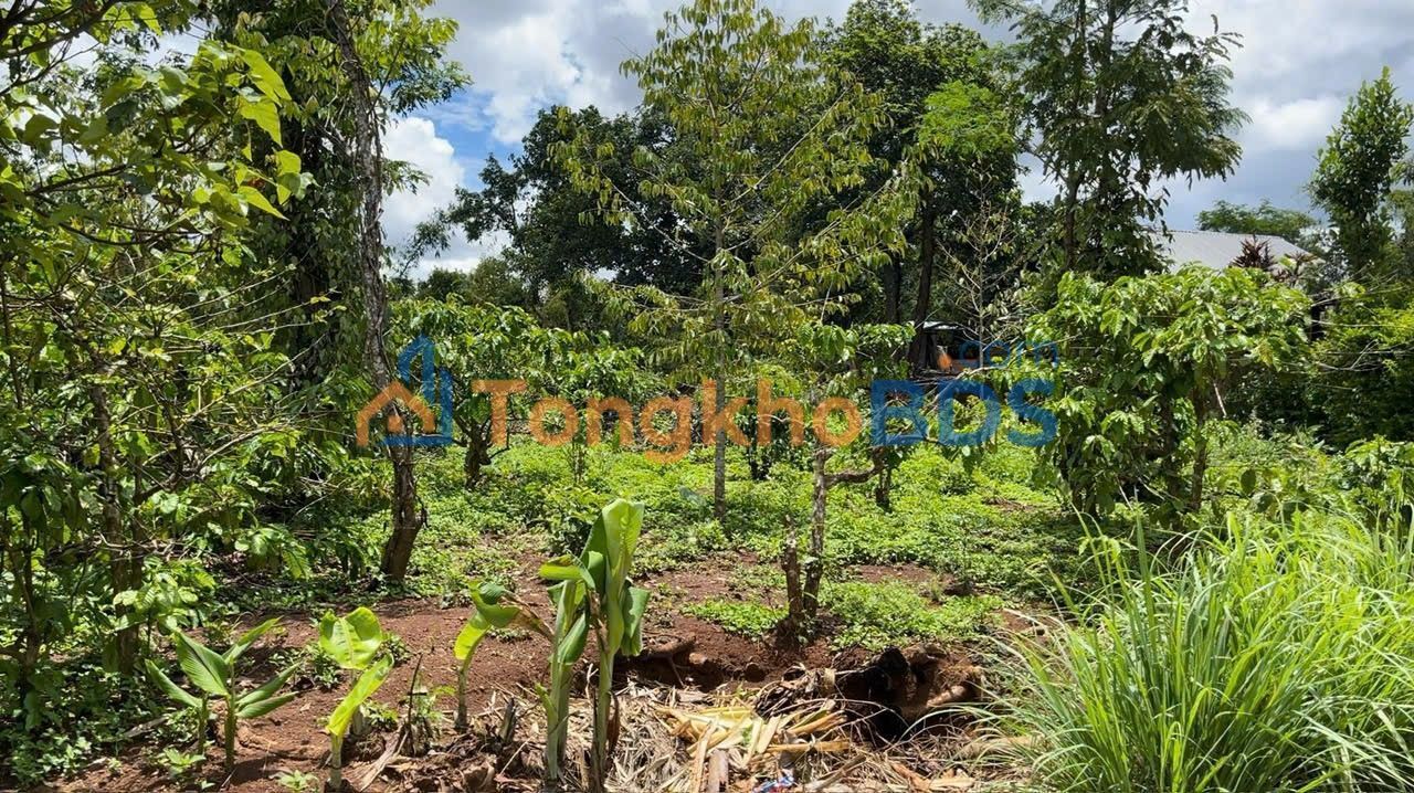 Đất nền Ea Drông Buôn Hồ 490m² 628 triệu - Sổ đỏ chính chủ