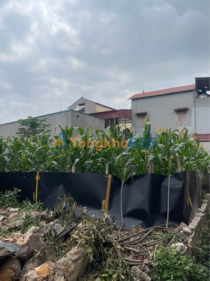 Đất thổ cư Thuận Thành 50m² 1,55 tỷ - Sổ đỏ chính chủ