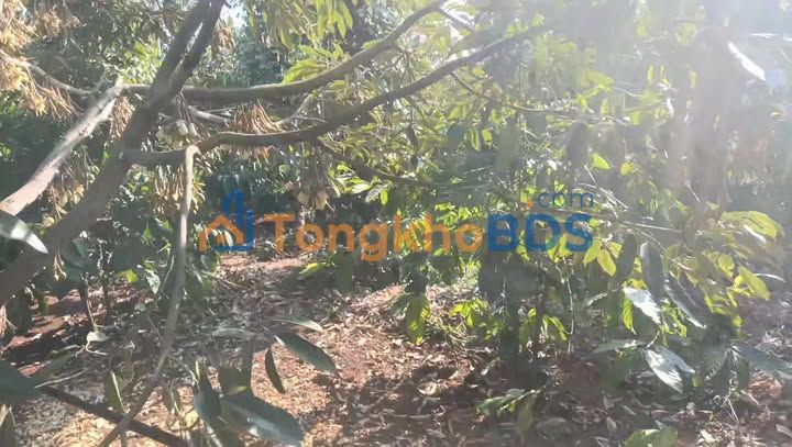 Đất vườn xã Ia Băng 3ha 7.2 tỷ - Đầu tư dài hạn