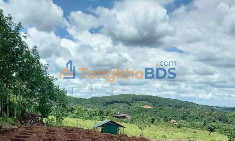 Bán Gấp Đất Vườn Đăk Nông 2213m² - Giá Chỉ 279 Triệu