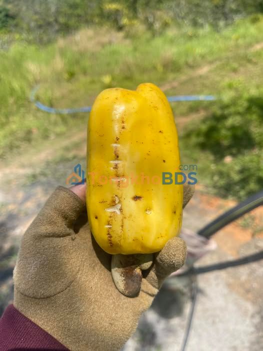 Đất nền Xuân Phú Ea Kar 250m² 190 triệu - Tiềm năng tăng giá