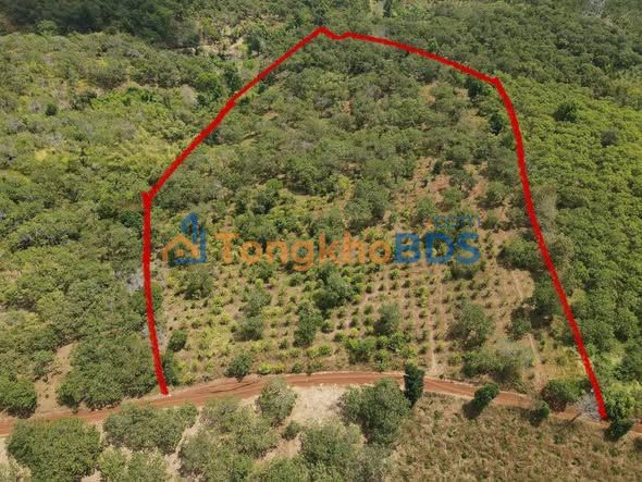 Đất Nền Quảng Tân Tuy Đức 1.5ha - Giá F0 1.5 Tỷ, Mặt Tiền Đường Đẹp