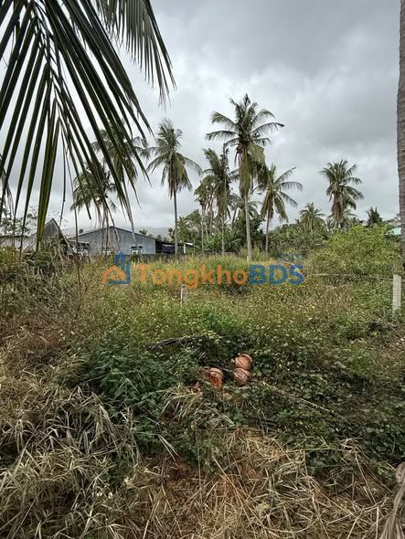 Đất Xuân Thành Sông Cầu 165m² giá 500 triệu - An yên tĩnh lặng