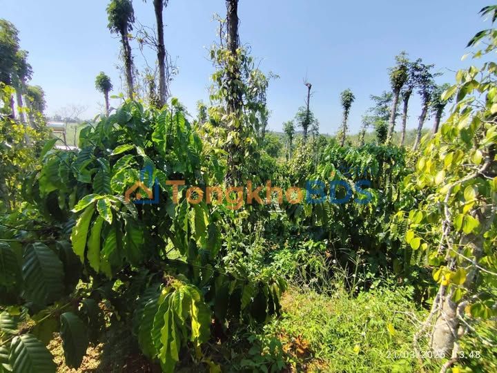 Đất nền Gia Nghĩa 720m2 570 triệu - Sổ đỏ chính chủ