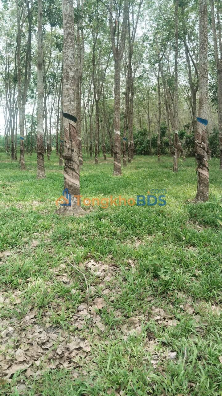 Đất cao su Thạnh Tân Tân Biên 1,4ha 1,54 tỷ - Tiềm năng tăng giá