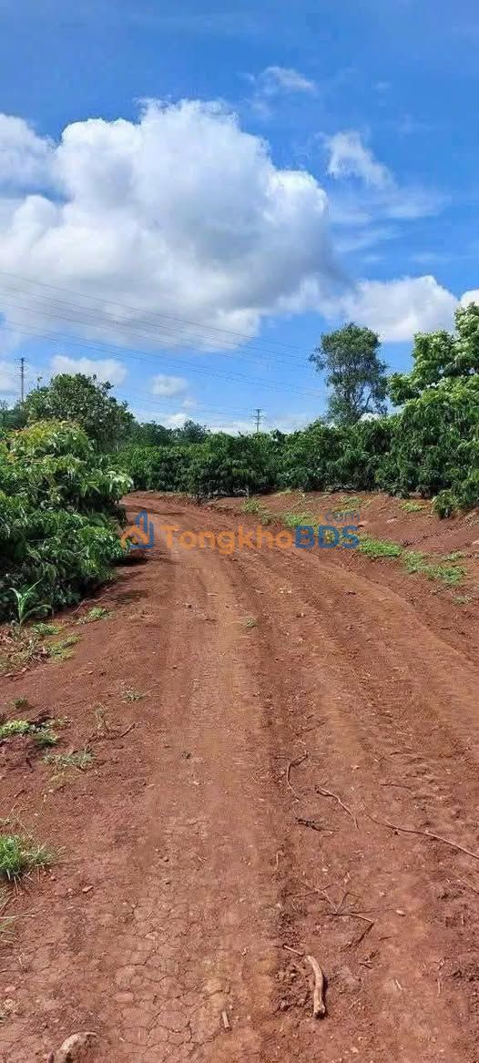 Farm Dliê Yang 2556m² 599 triệu - Tiềm năng tăng giá