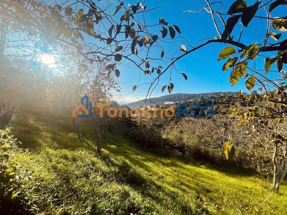 Đất Xuân Trường Đà Lạt 1.200m² 4.32 tỷ - Sổ đỏ chính chủ