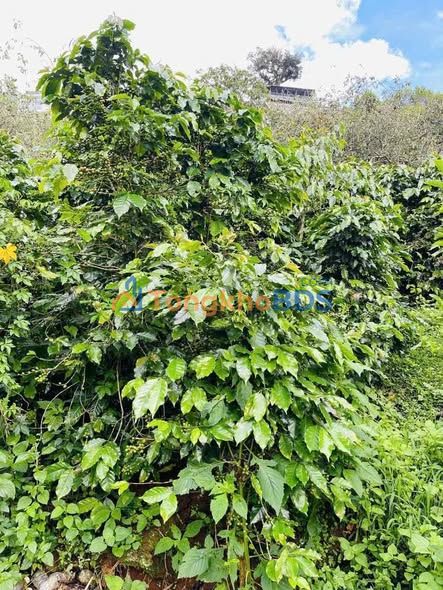 Đất nền Xuân Trường Đà Lạt 2.000m² 4.2 tỷ - Sổ đỏ chính chủ