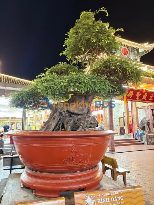 Đất nền Thiện Hưng Bù Đốp 10x100 350tr - Đường ô tô