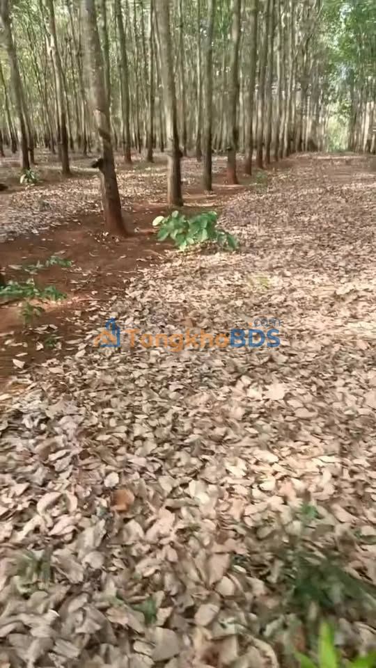 Đất vườn Phước Tân 2ha 4.5 tỷ - Đầu tư dài hạn