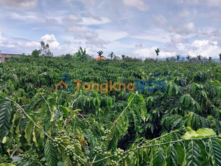 Đất thổ cư Tân Thanh 1512m² giá 2.6 tỷ - Sổ đỏ