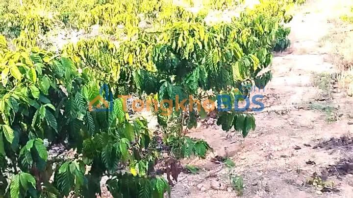 Farm Xuân Phú Ea Kar 7.4k m² 1.35 tỷ - Đầu tư dài hạn