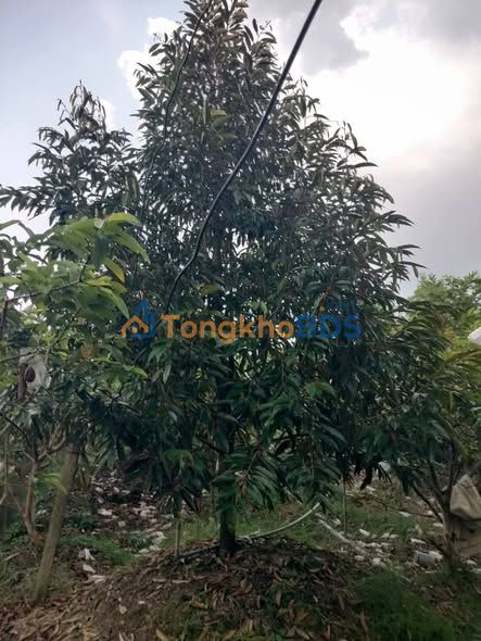 Farm sầu riêng An Hữu 11.000m² 450tr - Tiềm năng tăng giá