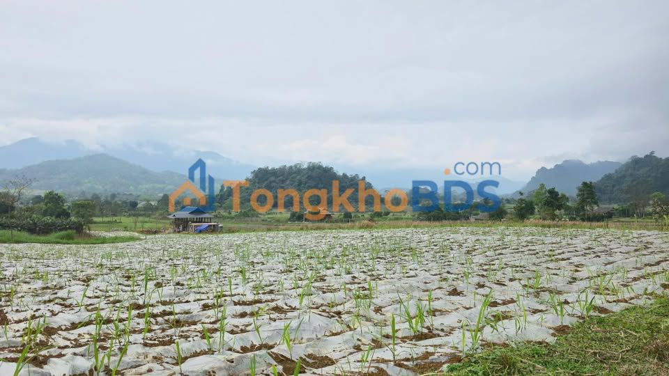 Đất Phong Quang 2.500m² 300 triệu - Đường ô tô vào