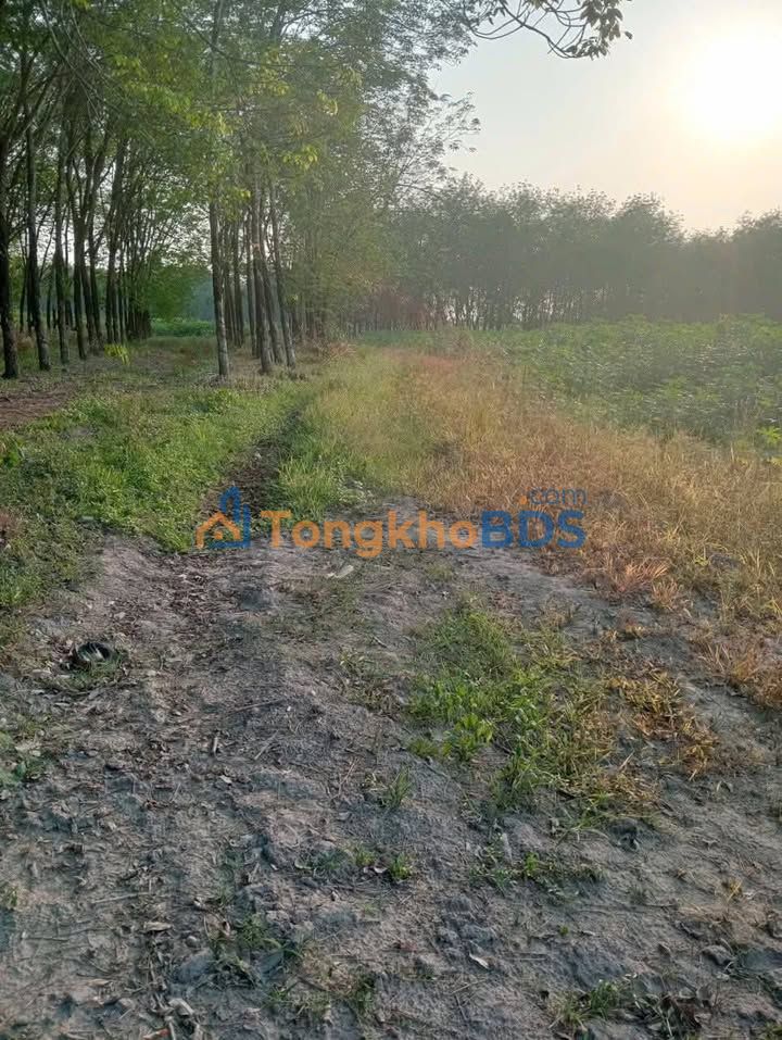 Đất nền Tân Phú Tân Châu 2,5ha 1,85 tỷ - Tiềm năng