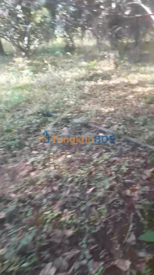 Bán đất 11000m² Đồng Nai - Có nhà cấp 4, mặt tiền 40m bê tông