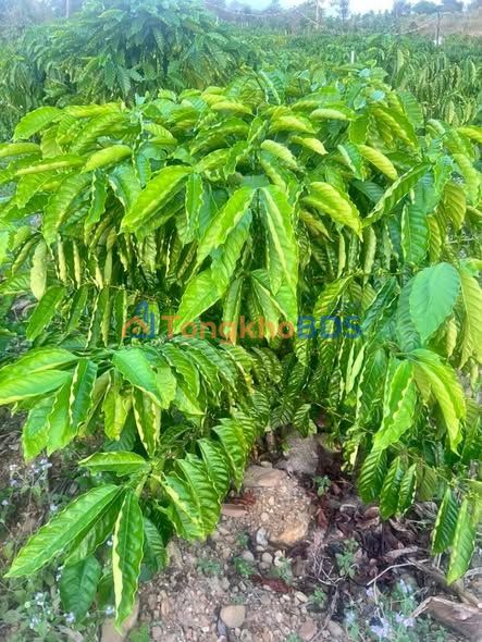 Đất rẫy Tân Hòa Buôn Đôn 3024m² 1,218 tỷ - Sổ đỏ chính chủ