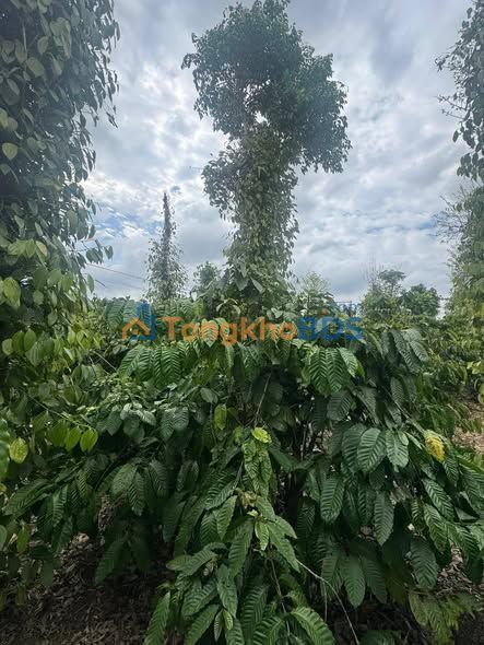 Bán 5360m² đất vườn Đắk Lắk, giá 1.85 tỷ - Gần trục chính Y Ngông